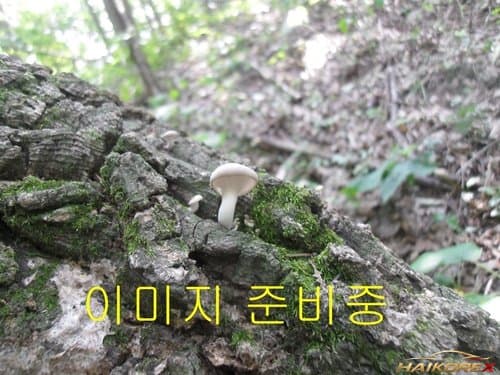 Дверь передняя левая (водительская) Opirus, жемчужный